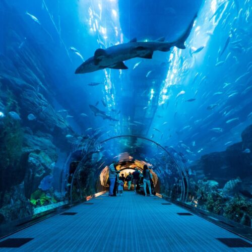 Dubai Aquarium and Underwater Zoo
