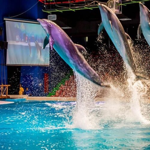 Dubai Dolphinarium
